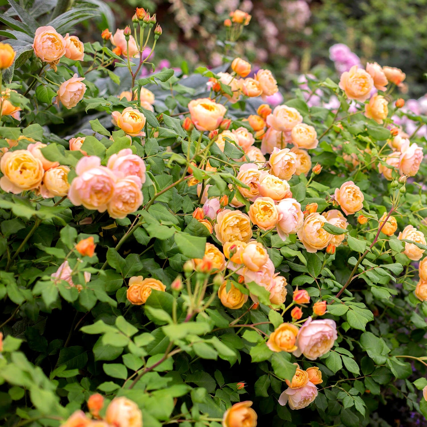 Roald Dahl® 10 Rose Hedging Bundle