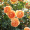 Lady of Shalott®