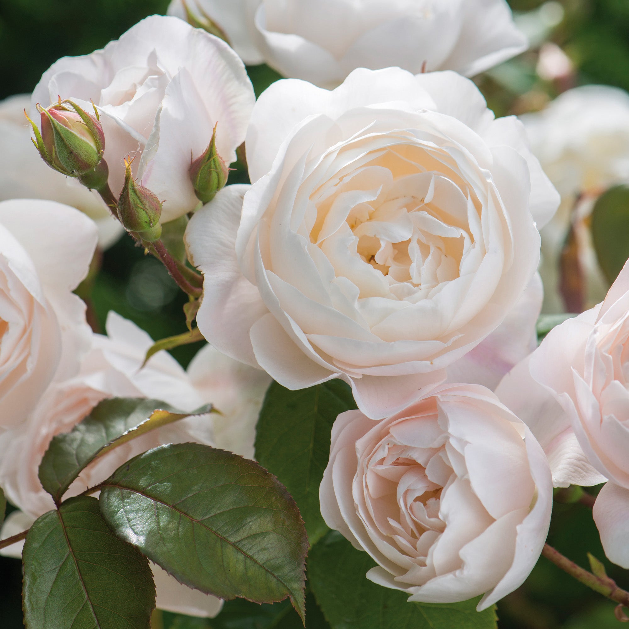Desdemona® 10 Rose Hedging Bundle