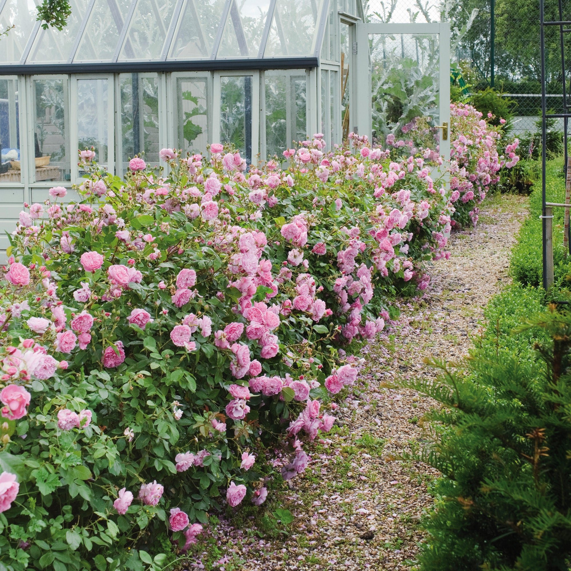 Harlow Carr® 10 Rose Hedging Bundle