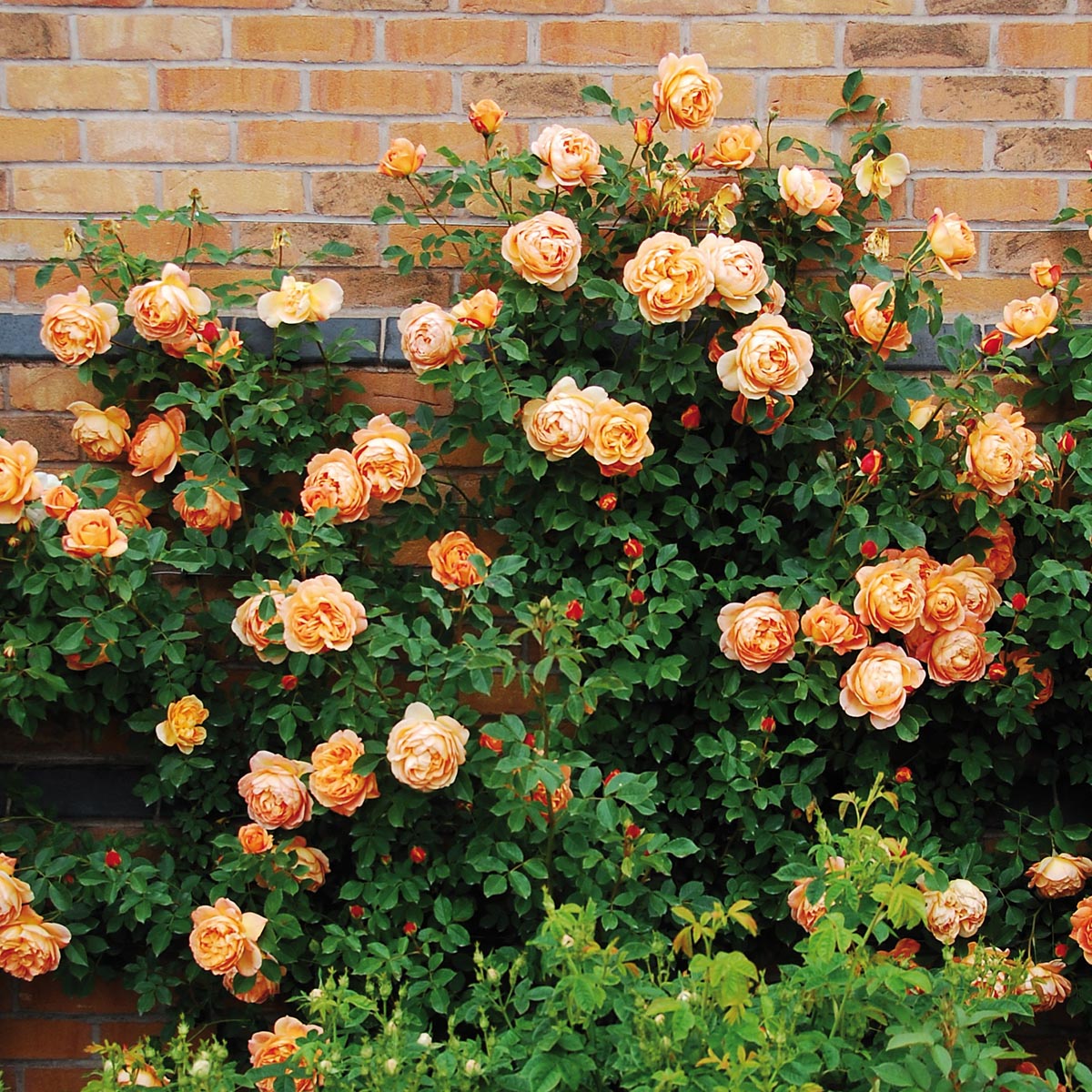 Lady of Shalott®