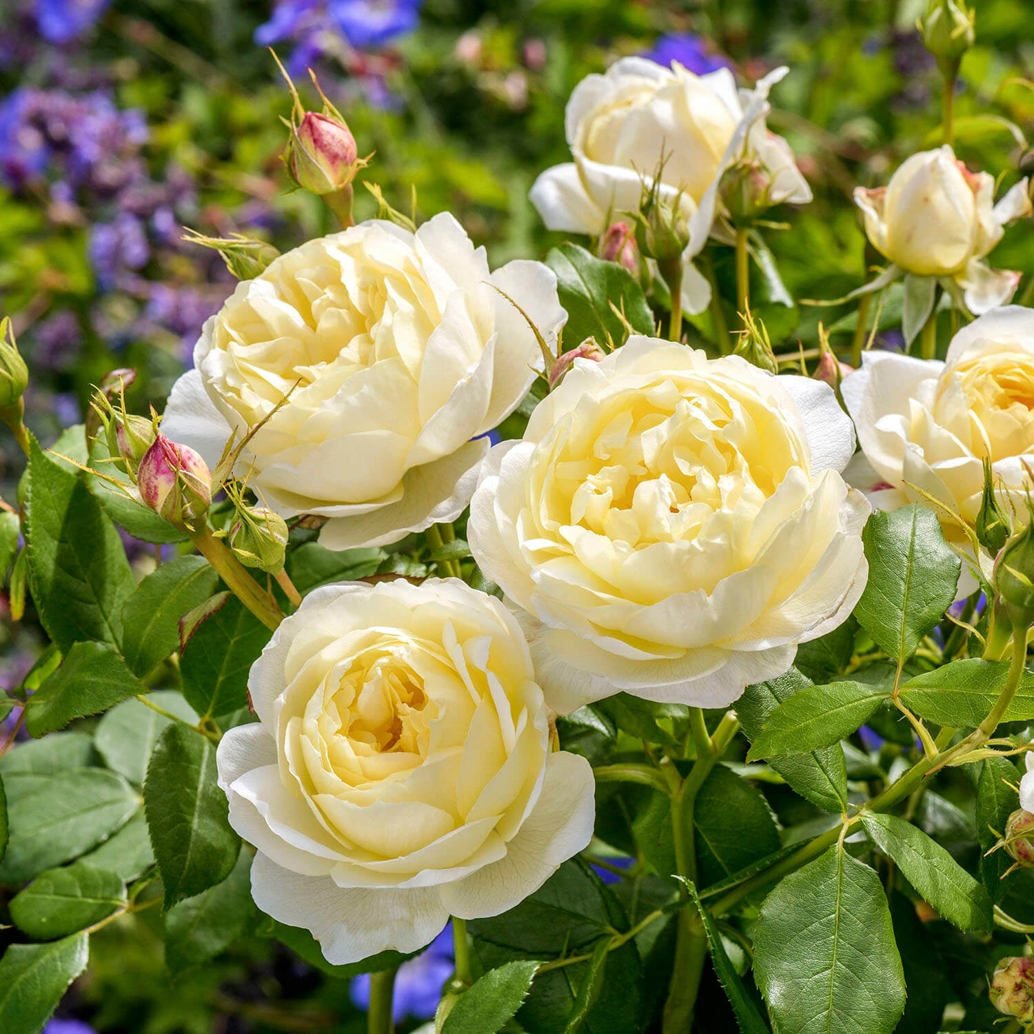 Vanessa Bell® 5 Rose Hedging Bundle