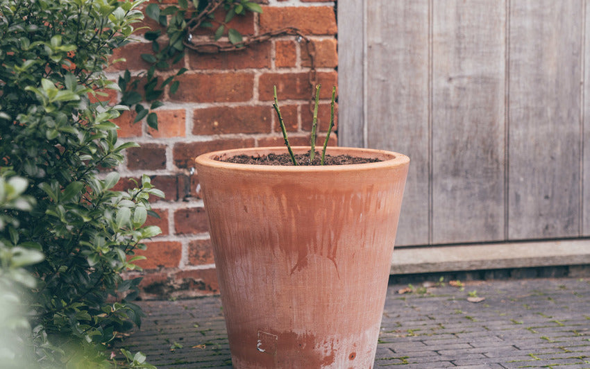 In a large container, climbing roses bloom generously, their arching stems carrying flowers from early summer right through to autumn.