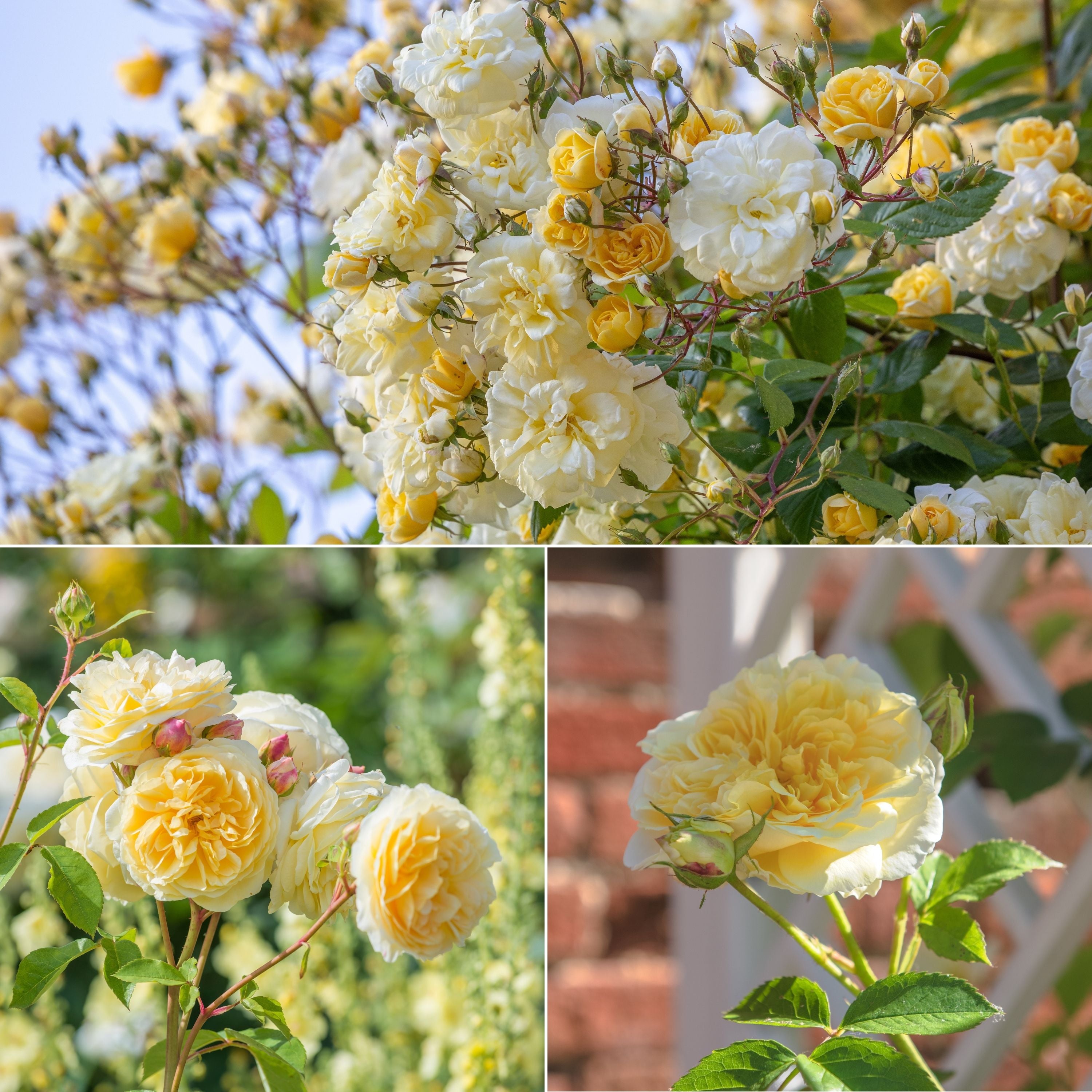 Summer Porch Bundle